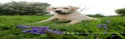 Labrador Retriever dogs for sale: Labrador retrievers  in Chesterfield - Advert 18