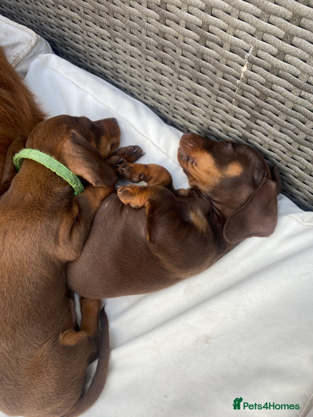 Miniature Dachshund dogs for sale: KC registered**Chocolate and tan**mini dachshunds  - Advert 18