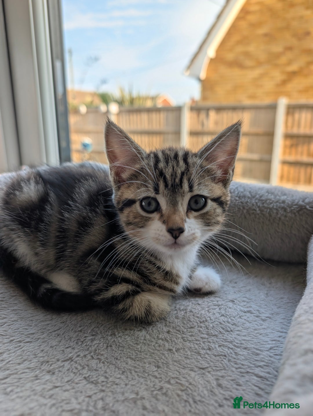 Domestic Shorthair cats for sale: Super stunning kittens - Image 18
