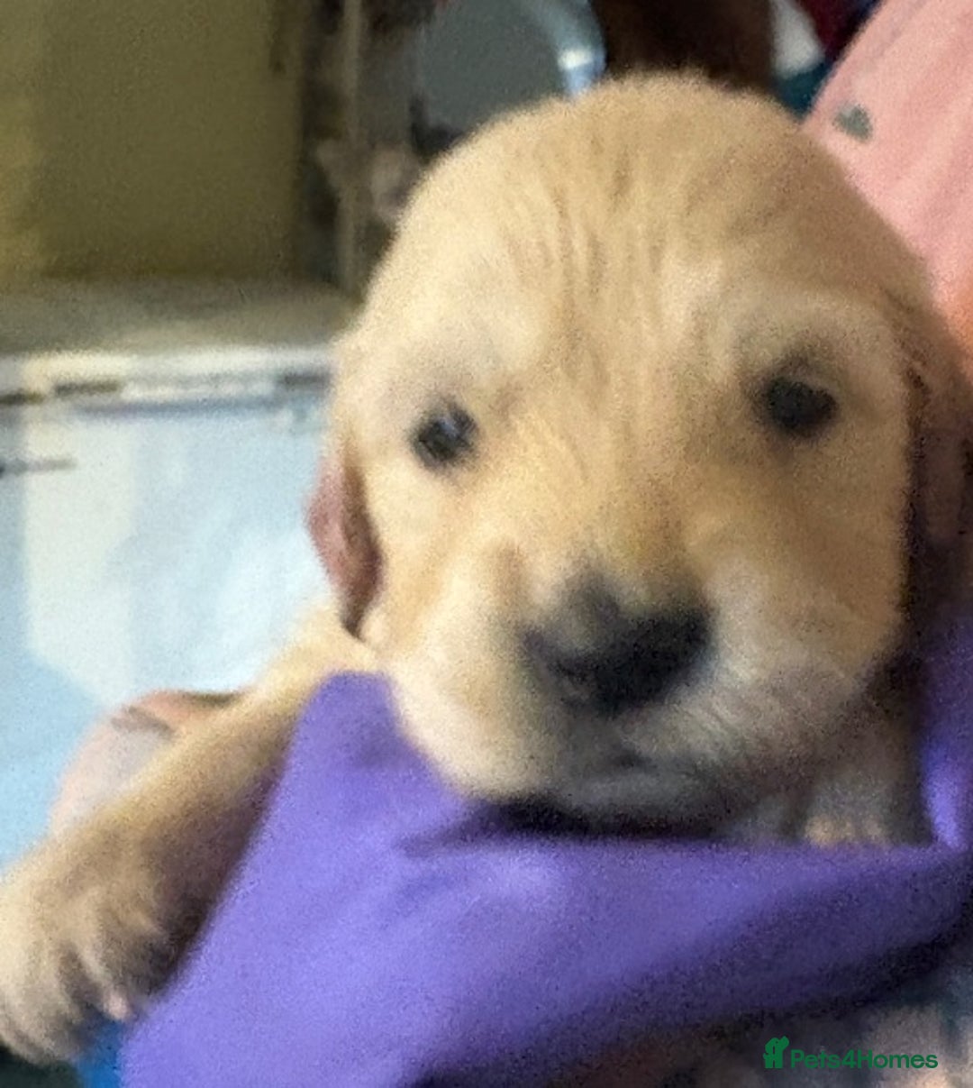 Golden Retriever dogs for sale: Gorgeous KC Registered Goldies. 5 Star Reg.Breeder - Advert 13