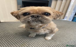 Shih Tzu dogs for sale: Needs rehoming - Image 2