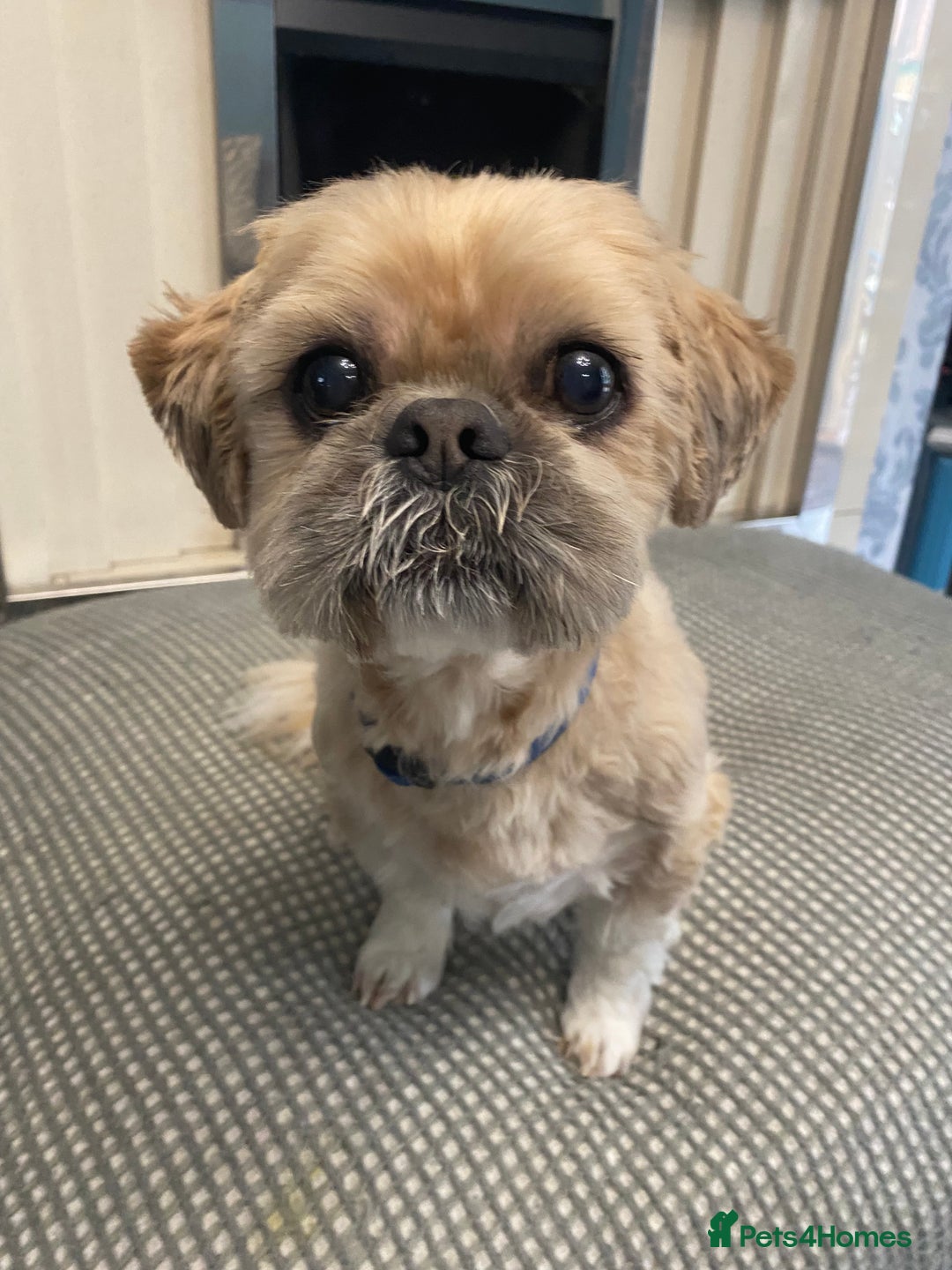 Shih Tzu dogs for sale: Needs rehoming - Image 2