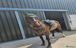 English Thoroughbred horses for sale: Beautiful tb gelding for sale - Image 2