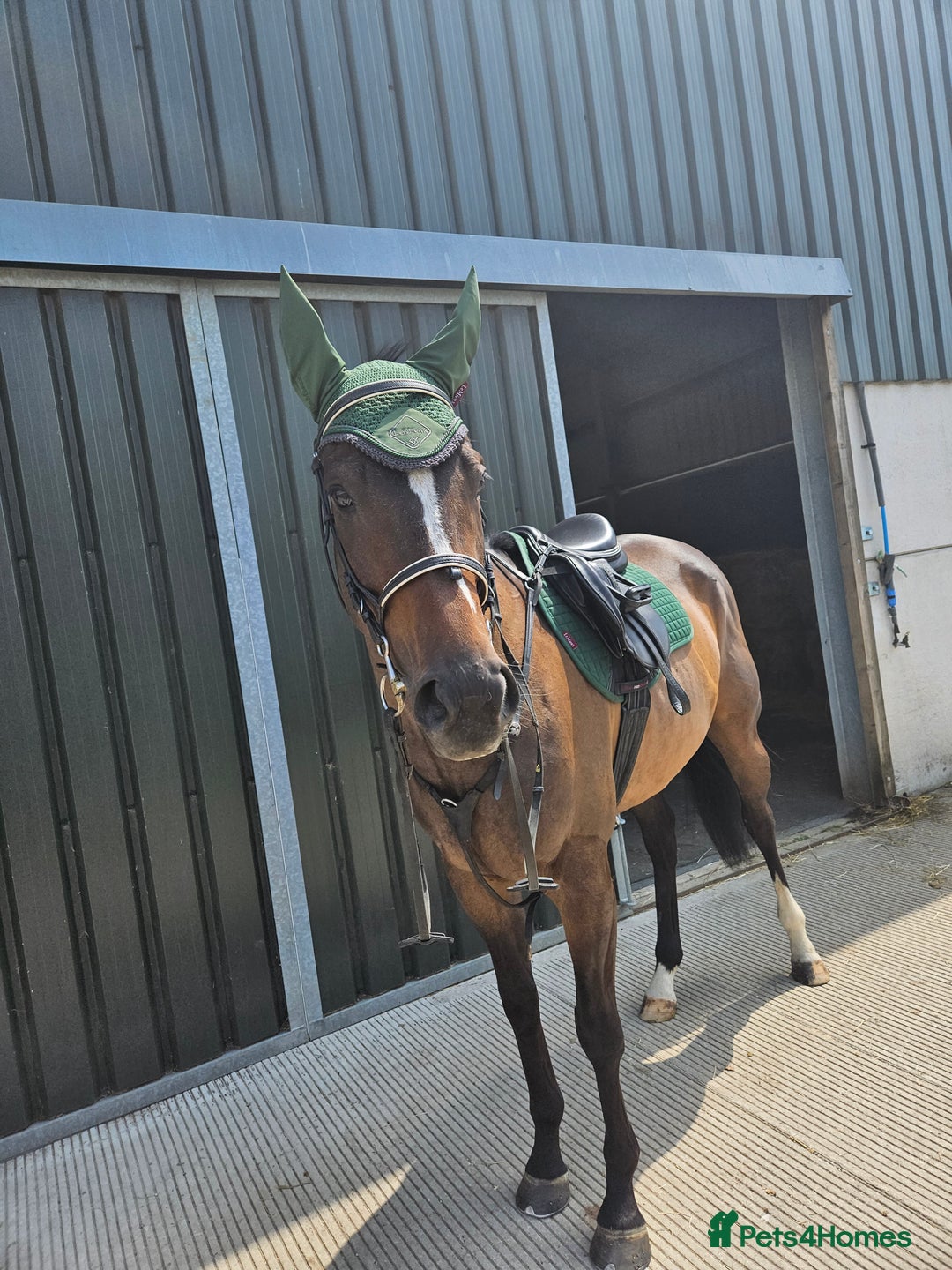 English Thoroughbred horses for sale: Beautiful tb gelding for sale - Image 2