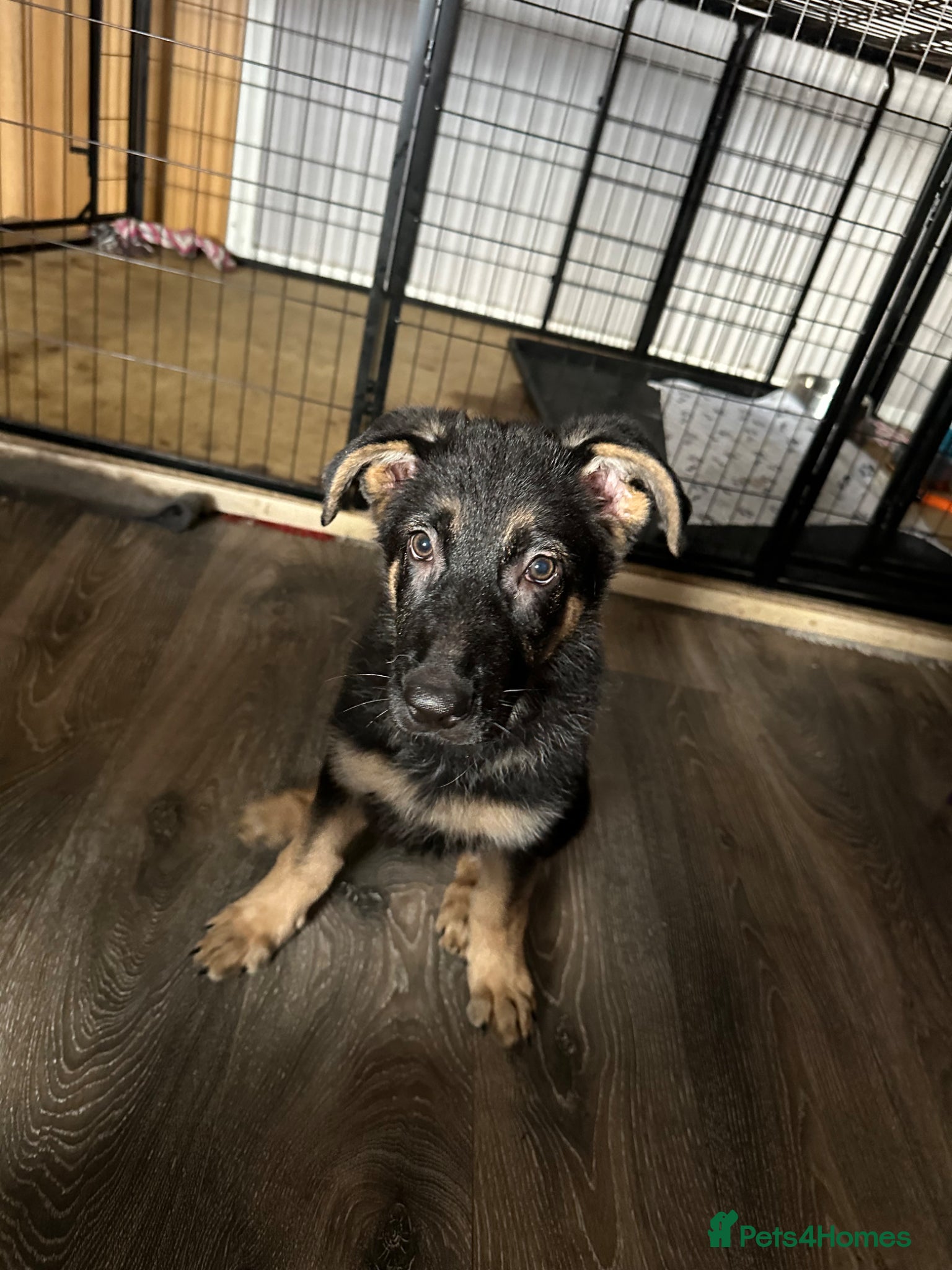 German Shepherd dogs for sale: German shepherd  in Glasgow - Advert 8