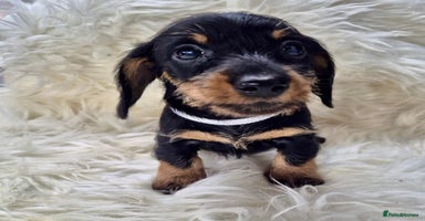 Dachshund dogs - Advert 4
