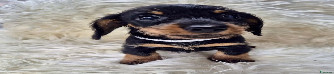 Dachshund Puppy 1