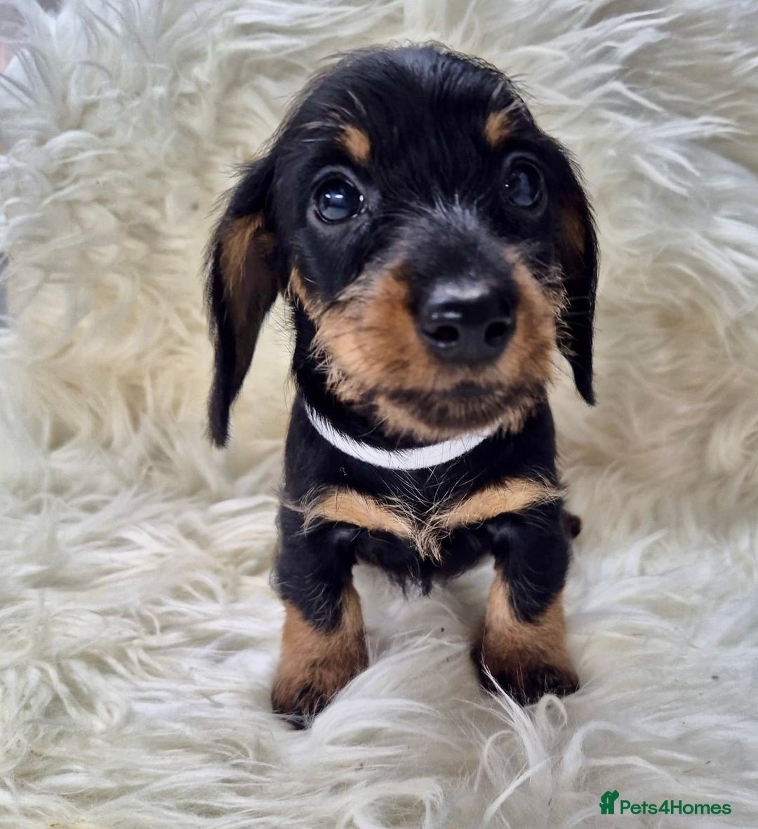 Dachshund dogs for sale: Dachshund - Miniatures wires  - Image 2