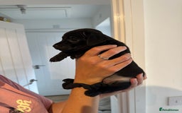 Patterdale Terrier dogs for sale: Patterdale puppies  - Image 19