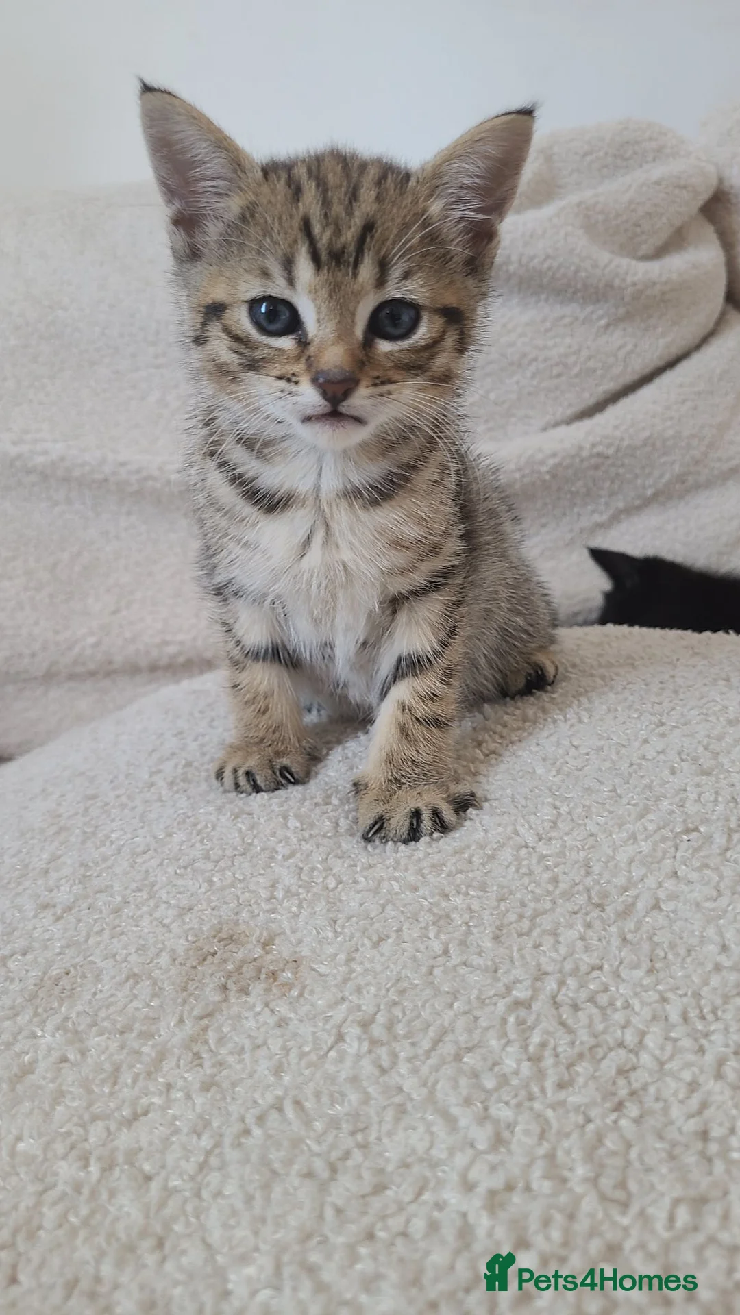 Russian Blue cats for sale: Gorgeous kittens  - Advert 2