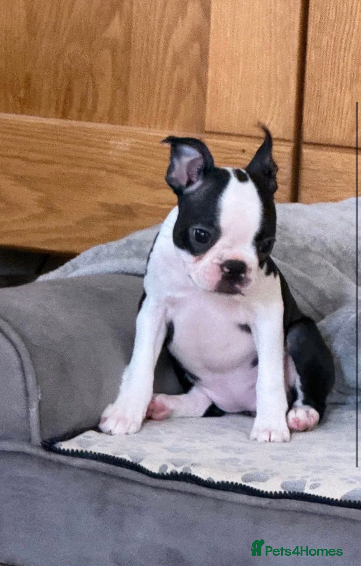Boston Terrier dogs Stunning Boston Terrier Puppies  - Advert 2