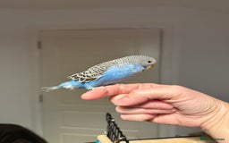Budgerigars birds for sale: A pair of fully tamed budgies  £65 for both      - Image 15