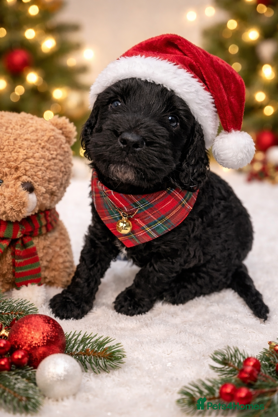 Cockapoo dogs for sale: 🐾💕 Exceptional F2 Cockapoo Puppies💕🐾 - Advert 15