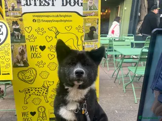 Japanese Akita Inu dogs Hades Rehome - Advert 11