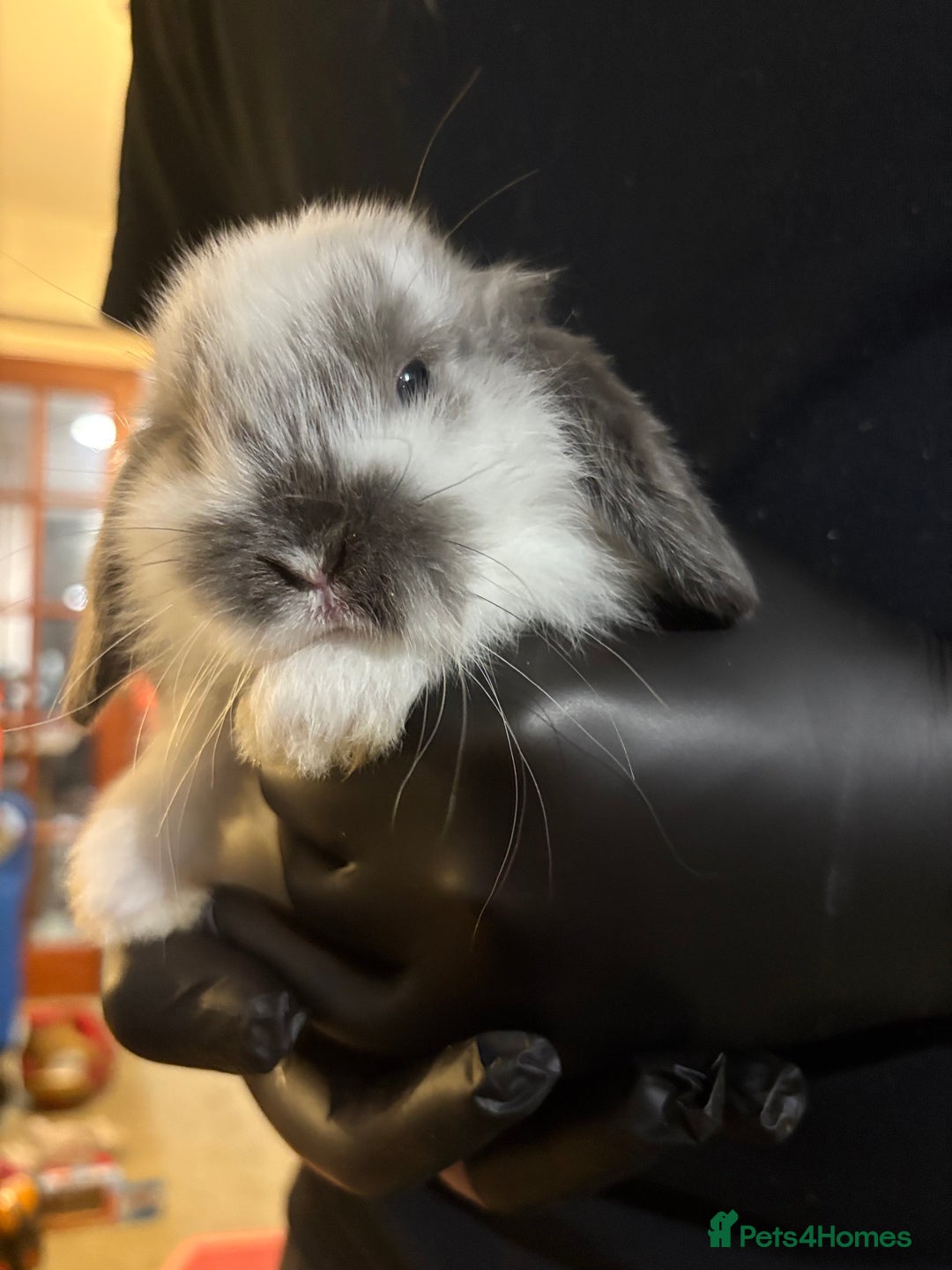 Mini Lop rabbits for sale: 🐰 Adorable full breed Lop Bunnies - Advert 7