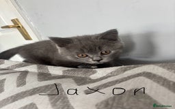 British Shorthair cats for sale: 5 beautiful boys  - Image 2