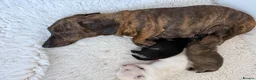 Miniature Dachshund dogs for sale: Stunning mini Dachshunds.PRA & BVA clear parents  - Advert 17