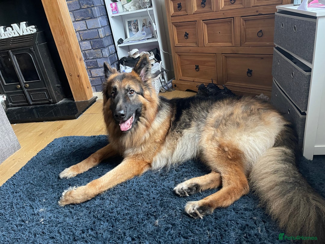 German Shepherd dogs for stud: German Shepherd For Stud - Image 12