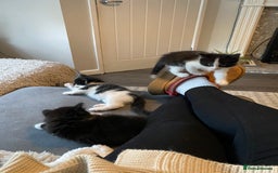 British Longhair cats for sale: 3 Gorgeous Longhaired Kittens - Image 16