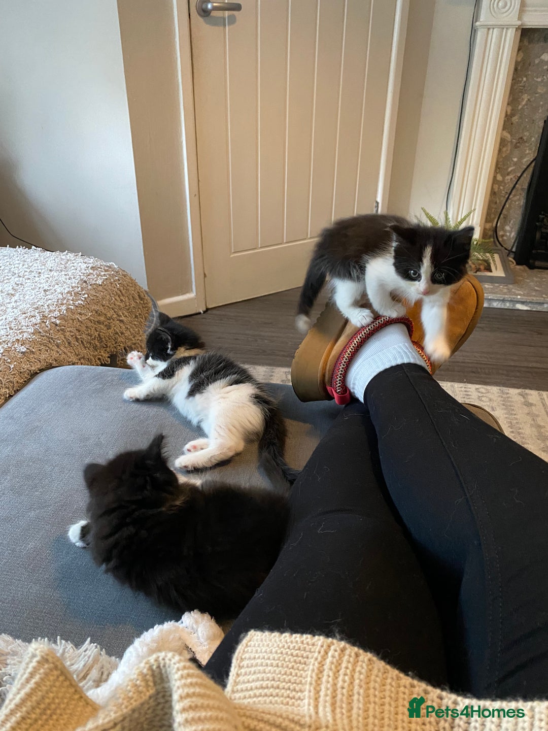 British Longhair cats for sale: 3 Gorgeous Longhaired Kittens - Image 16