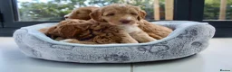 Australian Labradoodle dogs for sale: 🐶Stunning Australian Labradoodles 5⭐Breeder - Advert 6