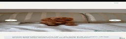Cavapoo dogs for sale: 8 stunning Cavapoo 🐕‍🦺 puppies 🐕‍🦺 - Advert 3