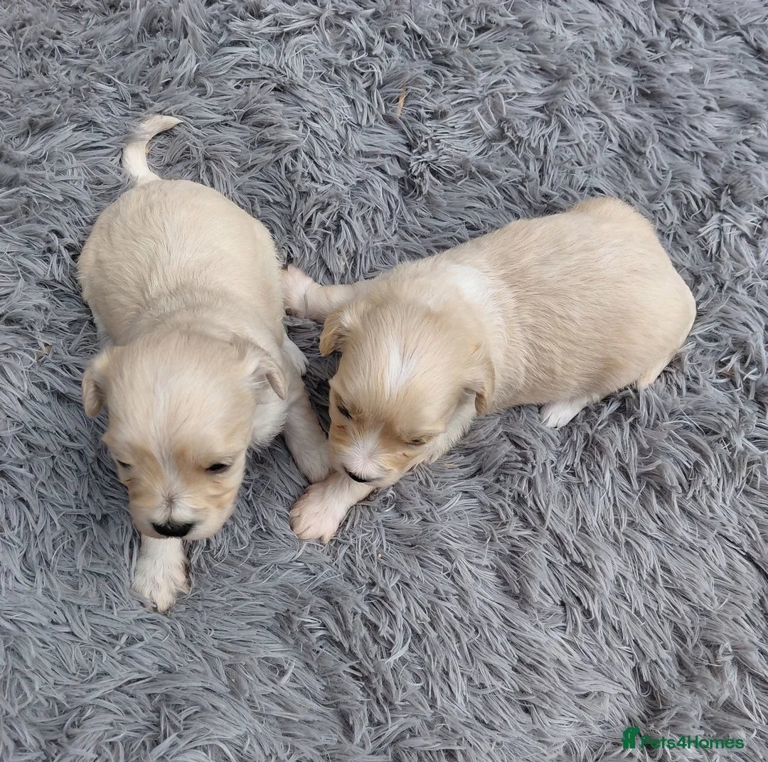 Maltipoo dogs for sale: Beautiful Champagne Maltipoo Puppies  - Advert 2