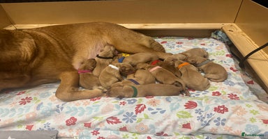Labrador Retriever dogs - Advert 1