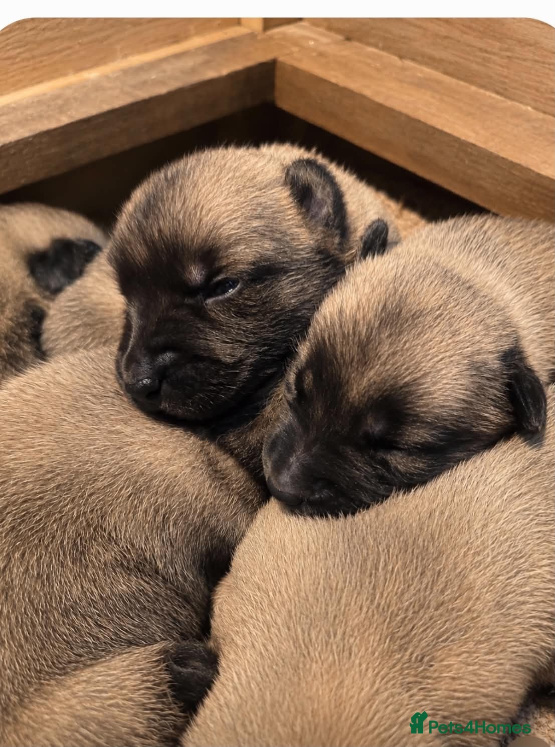 Belgian Shepherd Dog dogs for sale: Belgian Malinois puppies  - Advert 2