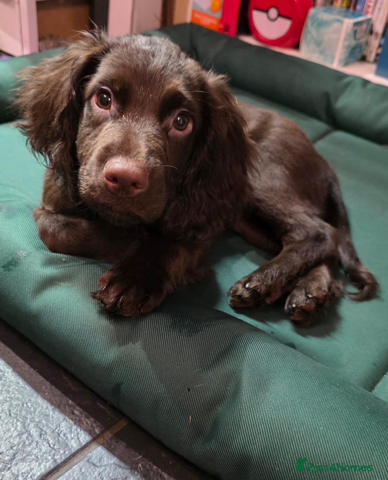 Cocker Spaniel dogs for sale: Chocolate Brown Male Cocker - Advert 1