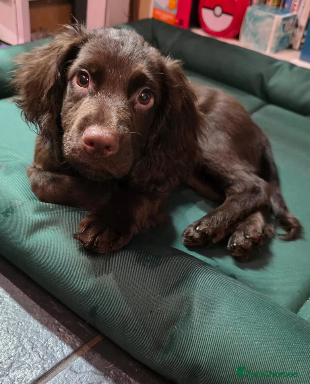 Cocker Spaniel dogs for sale: Chocolate Brown Male Cocker in Braintree - Advert 1