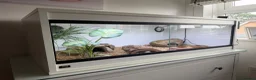 Leopard Gecko reptiles for sale: Female Leopard Gecko with Full Setup  in Petersfield - Advert 7