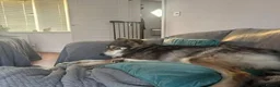 Mixed Breed dogs for adoption: Meet Maya, currently residing in Leicestershire in Loughborough - Advert 5