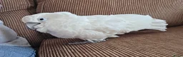 Cockatoo birds for sale: Male Umbrella Cockatoo - 6 years old in South Shields - Advert 3