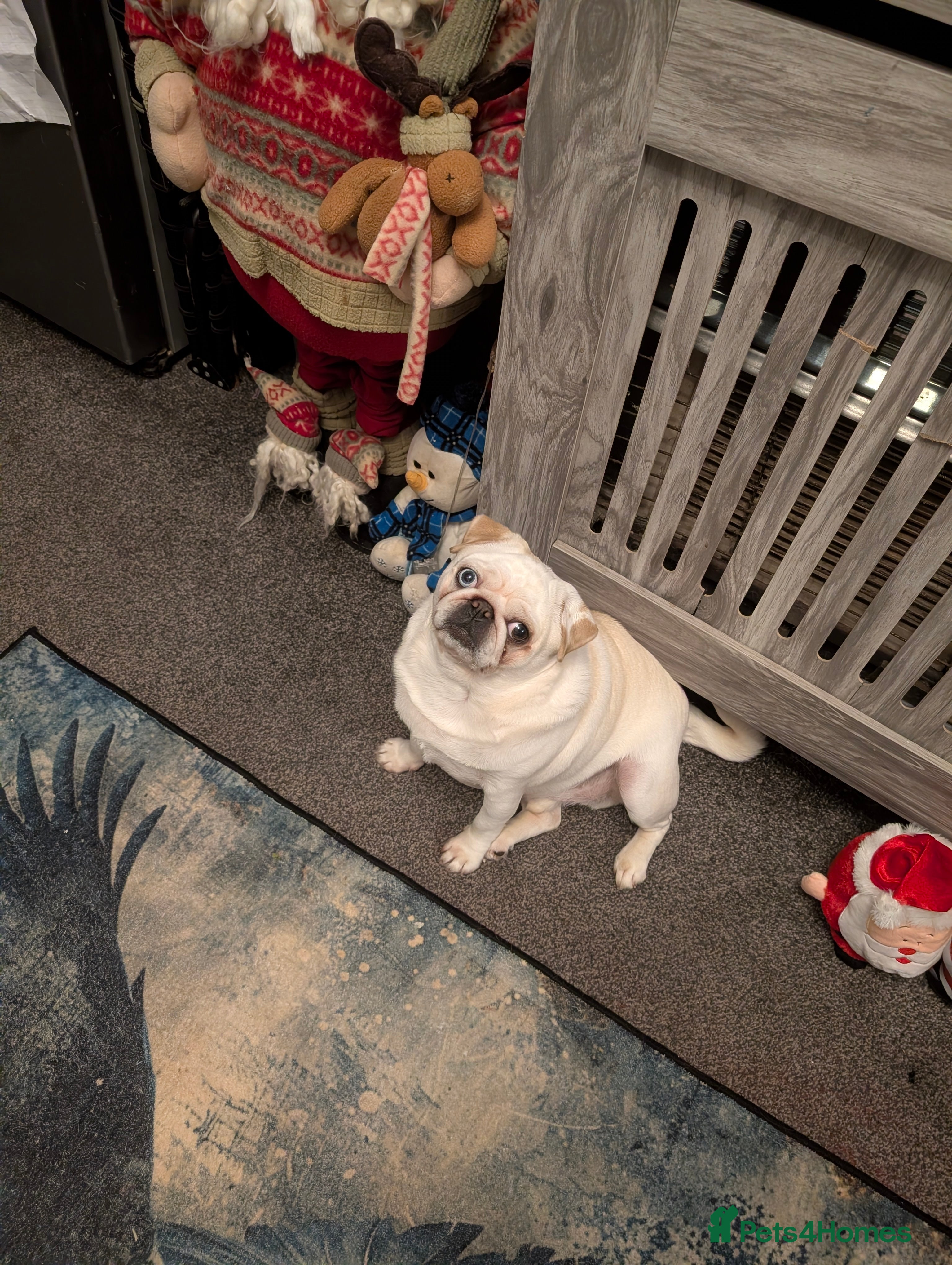 Pug dogs Pug boy  - Advert 1