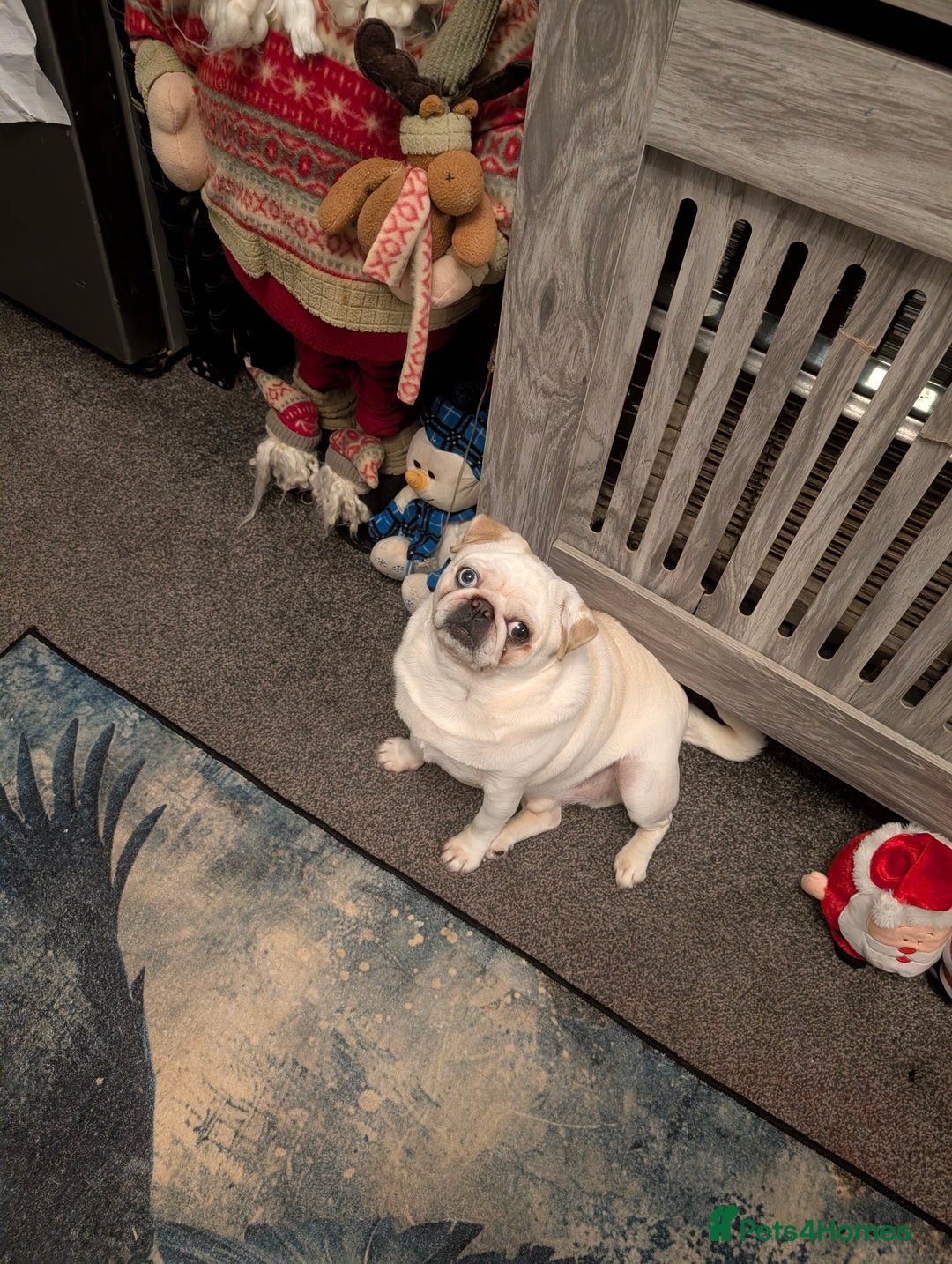 Pug dogs for sale: Pug boy  - Advert 1