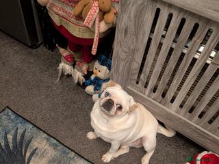 Pug dogs Pug boy - Advert 4