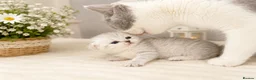 British Shorthair cats for sale: Champion British shorthair GCCF boy x1 girl x 1 - Advert 4