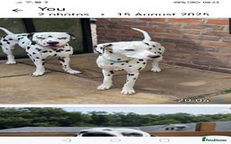 Dalmatian dogs for sale: Beautiful Happy Neutered Boy  - Image 11
