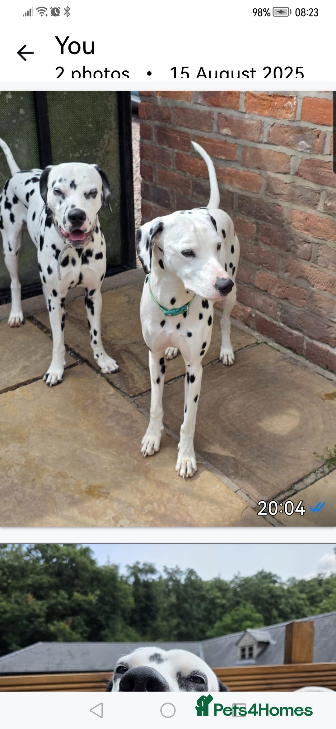 Dalmatian dogs for sale: Beautiful Happy Neutered Boy  - Image 11