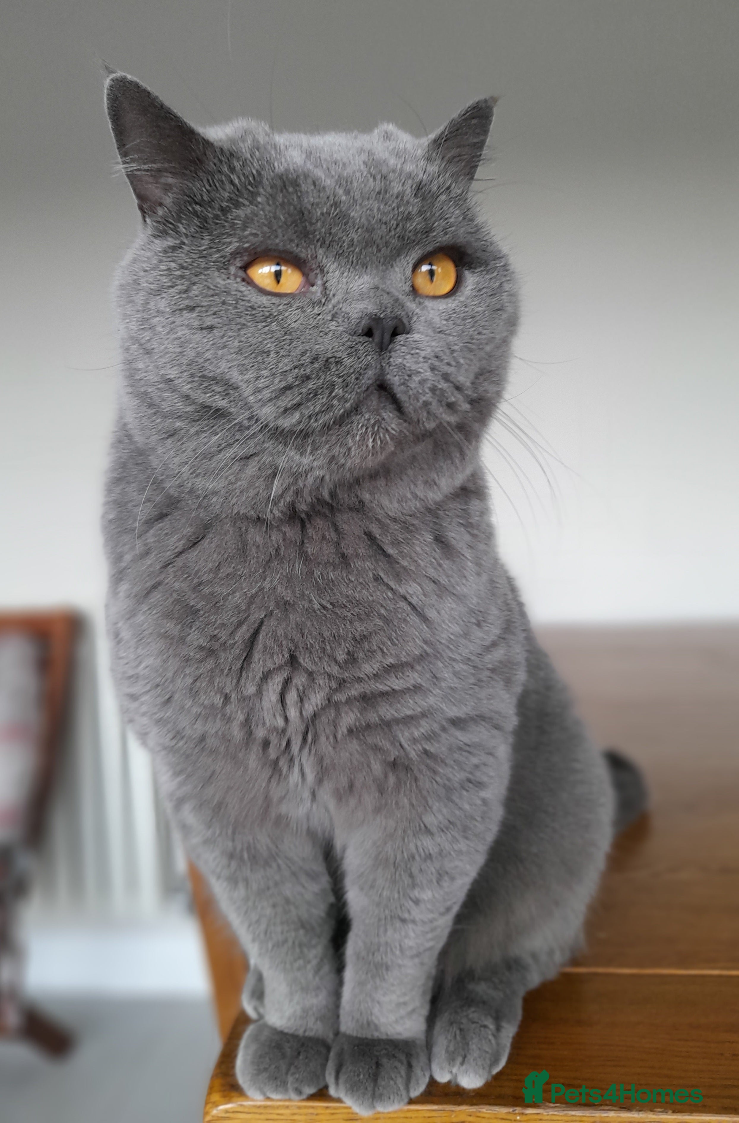 British Shorthair cats X-Large outstanding BSH kittens GCCF reg - Advert 18