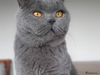 British Shorthair cats X-Large outstanding BSH kittens GCCF reg - Advert 12