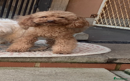 Maltipoo dogs for sale: 🐾Maltipoo puppy’s 🐾  - Image 9