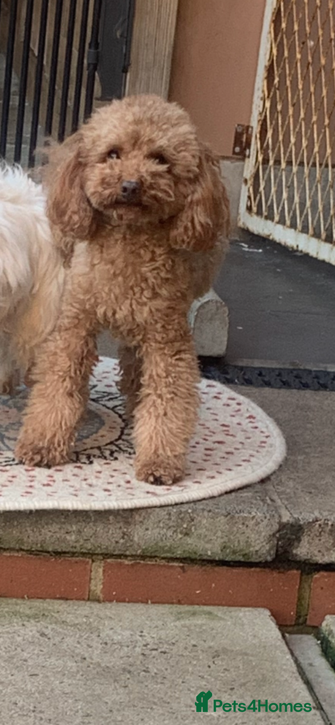 Maltipoo dogs for sale: 🐾Maltipoo puppy’s 🐾  - Image 9