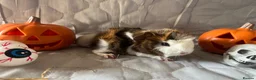 Guinea Pig rodents for sale: Skinny pigs sows & funky boys  - Advert 11