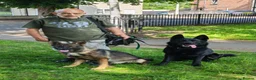 German Shepherd dogs for sale: German shepherd by Vom Geolupa Kennels  - Advert 22