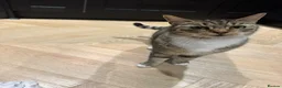 Mixed Breed cats for sale: Gorgeous tabby cat - Advert 3