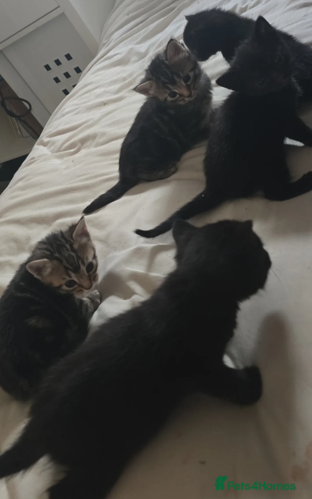 Mixed Breed cats for sale: Mum and Kittens need a loving home - Advert 2