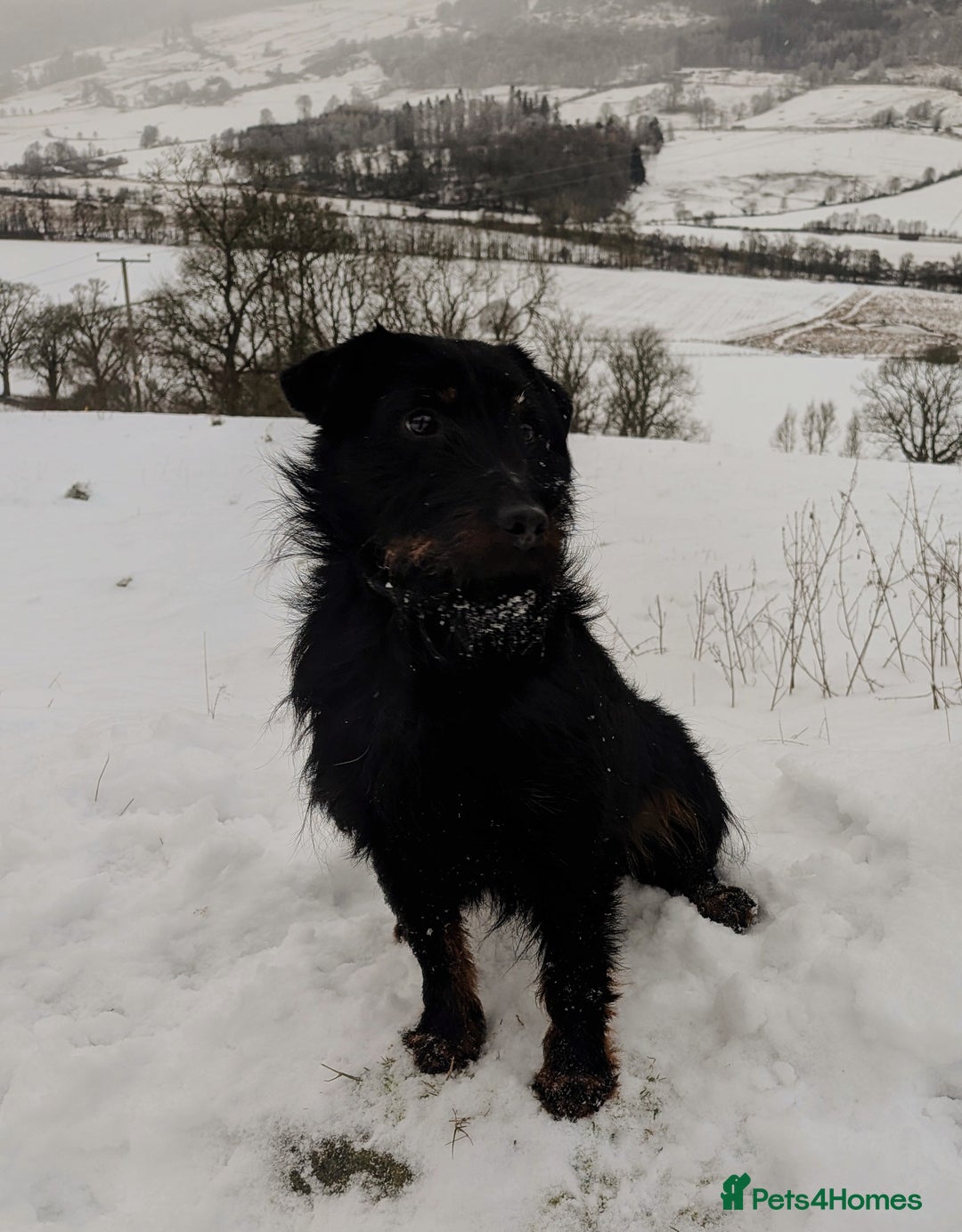 Mixed Breed dogs for stud: Jagd terrier cross STUD - Advert 2