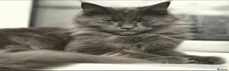 Maine Coon cats for sale: Mainecoon Kittens  - Advert 2